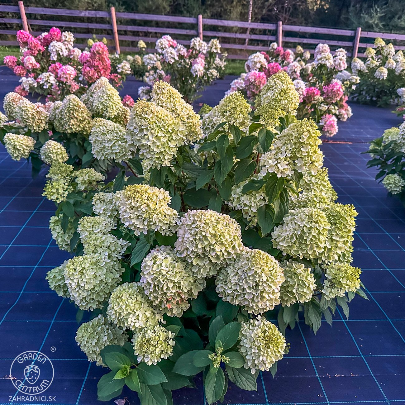 Obrázok Hortenzia metlinatá (Hydrangea paniculata) ´PASTEL GREEN´® - výška 20-40 cm, kont. C2L